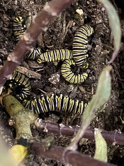 Danaus plexippus