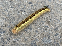 Euthrix albomaculata