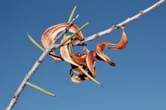 Acacia colletioides