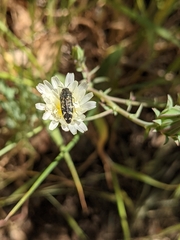 Acmaeodera hepburnii
