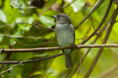 Pachycephala cinerea