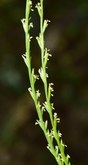 Narduroides salzmannii