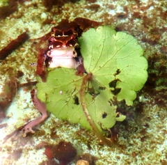 Dendropsophus luteoocellatus