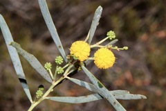 Acacia ligulata