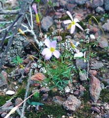 Oxalis leptogramma