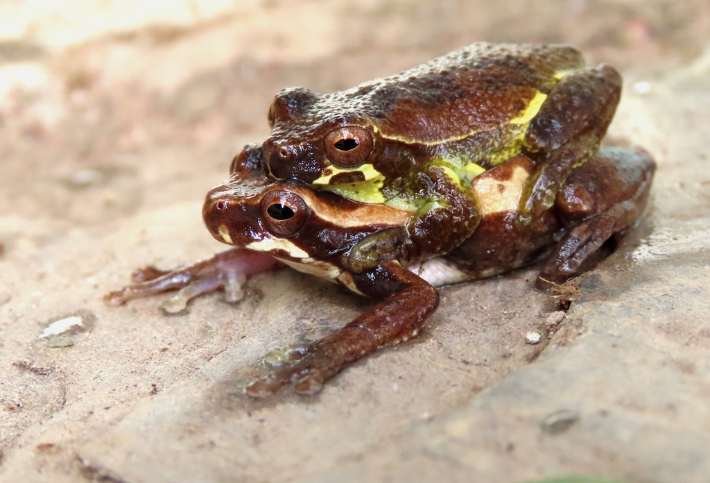 El Mene Treefrog