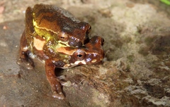 Dendropsophus luteoocellatus