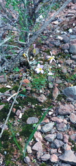 Oxalis leptogramma