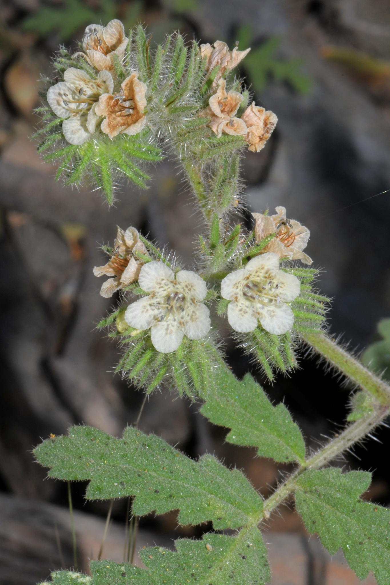 Phacelia cicutaria var. cicutaria