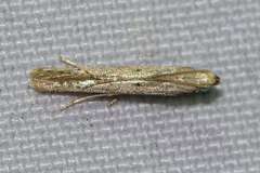 Parametriotinae