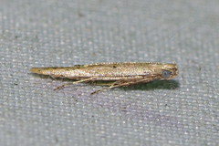 Parametriotinae