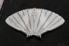 Urapteroides astheniata