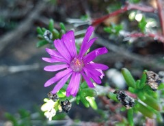 Delosperma pageanum