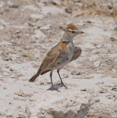 Calandrella cinerea spleniata