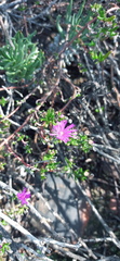 Delosperma pageanum