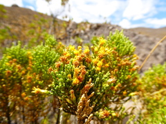 Parastrephia lepidophylla