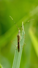 Leptocorisa chinensis