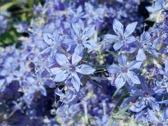Eriastrum densifolium
