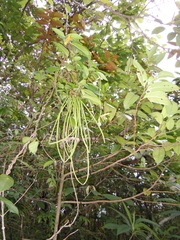 Prestonia portobellensis
