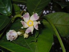 Prestonia portobellensis