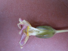 Prestonia portobellensis