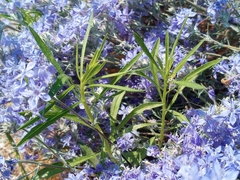Eriastrum densifolium