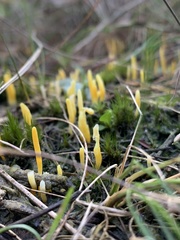 Clavulinopsis amoena