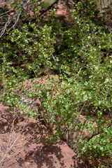 Rhus aromatica simplicifolia