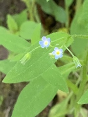 Myosotis sparsiflora