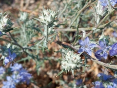 Eriastrum densifolium