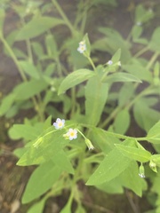 Myosotis sparsiflora