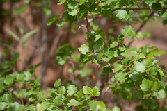 Rhus aromatica simplicifolia