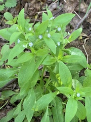 Myosotis sparsiflora