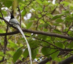 Terpsiphone paradisi