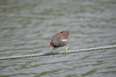 Gallinula chloropus
