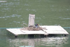 Gallinula chloropus