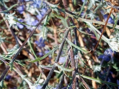 Eriastrum densifolium