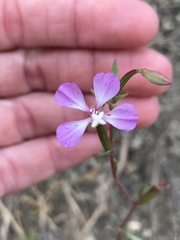 Clarkia delicata
