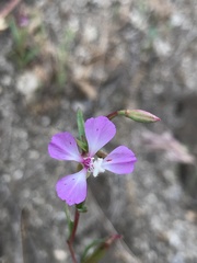 Clarkia delicata