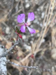 Clarkia delicata