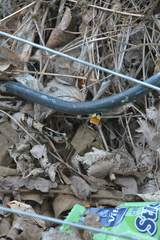Bombus ternarius