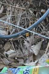 Bombus ternarius