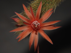 Cleistocactus winteri
