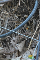 Bombus ternarius