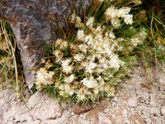 Poa lepidula