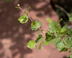 Rhus aromatica simplicifolia