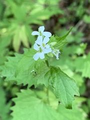Alliaria petiolata