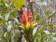 Tillandsia multicaulis