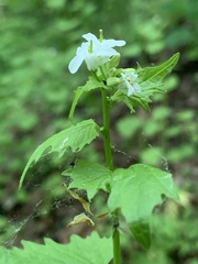 Alliaria petiolata