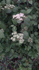 Viburnum scabrellum